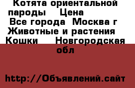 Котята ориентальной пароды  › Цена ­ 12 000 - Все города, Москва г. Животные и растения » Кошки   . Новгородская обл.